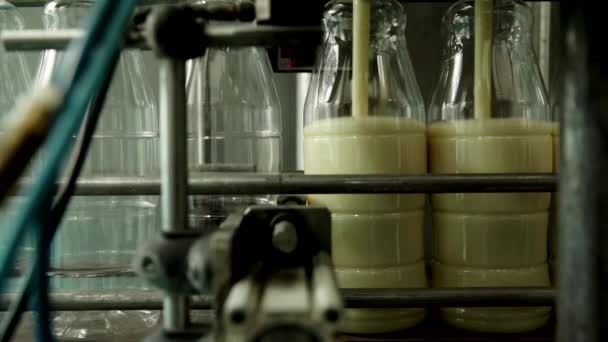 Automated line for the production of milk in plastic bottles. Milk bottles on a conveyor belt. — Stock Video