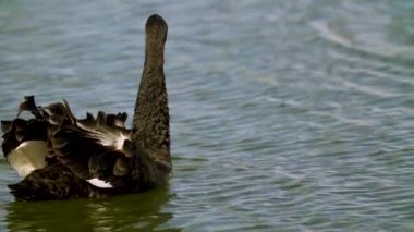 Yakın çekim. Black Swan su üzerinde yüzer. Kuş su üzerinde yüzer. Renkli su yüzeyi. Rusya, Krasnodar, Alman köy 2018.