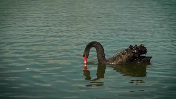 Fekete hattyú a vízen úszó. A hattyú leeresztette az orra, a vízbe. Színes víz felszínén. Oroszország, Krasznodar, német falu 2018. — Stock videók