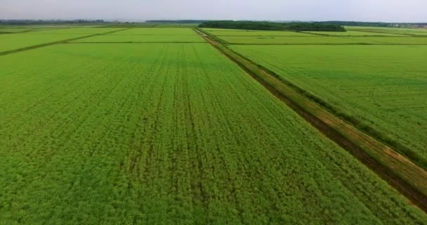 Літає над рисовим полем. Зелене рисове поле з видом на пташине око. Зелений — стокове відео