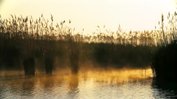 Nevoeiro matutino sobre o lago — Vídeo de Stock
