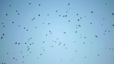 Büyük çember gökyüzünde uçan karga kuş sürüsü