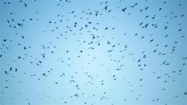 Huge flock of crow bird flying circling in the sky — Stock Video