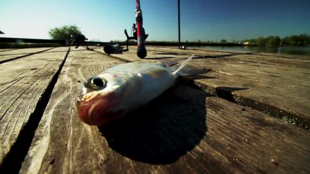 Élő hal a parton. Reggel fogási. Lélegzik a kopoltyúk. — Stock videók
