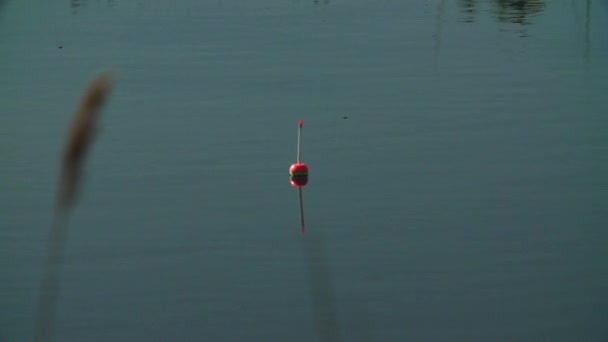 Flutue na água esperando a mordida — Vídeo de Stock