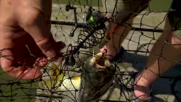 Große Fische, die auf Angelruten gefangen werden. Angelhaken aus dem Maul eines gefangenen Fisches. — Stockvideo