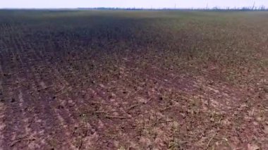 Büyük dolu m kuraklık tarafından tahrip ayçiçeği alan görünümünü