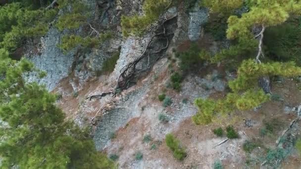 Prachtige bomen groeien op de rotsen. Uitzicht op de rots. Dennen op rotsen — Stockvideo