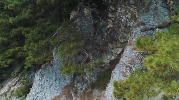 Kořeny stromů rostou na skalách. Pohled na skálu. Borovice na skalách. Piniové hlávky. — Stock video