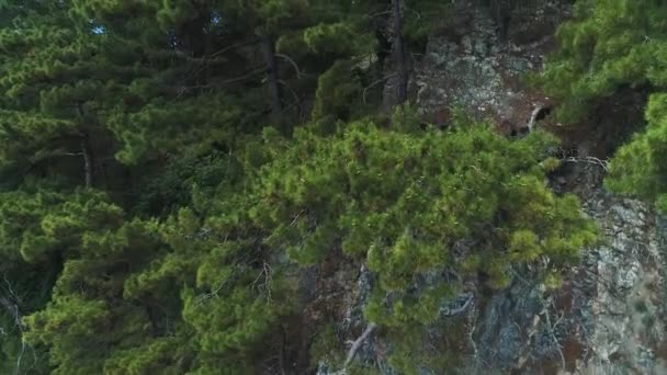 Raízes de árvores que crescem nas rochas. Vista da Rocha. Pines on Rocks. Cones de pinheiro jovens . — Vídeo de Stock