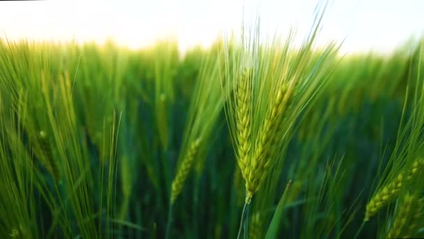 Des épillets de blé vert dans le vent. Orge agitant au ralenti avec le soleil couchant, Gros plan — Video