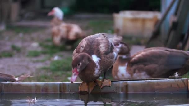 Hermoso pato bebe agua del abrevadero — Vídeos de Stock
