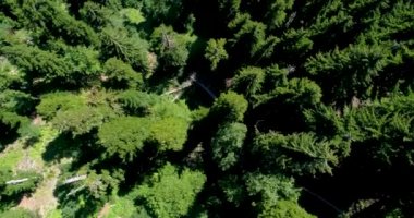 Malaya Ritsa Abhazya mavi dağ gölünün panoramik manzarası ile üstten çam ormanının güzel manzarası.