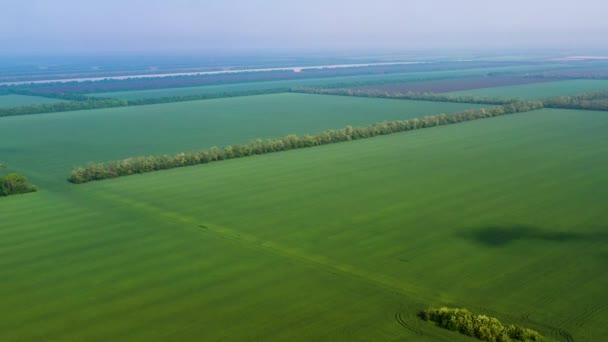 Vista aérea de um campo de mola de trigo ou centeio verde. Conceito de Agricultura — Vídeo de Stock