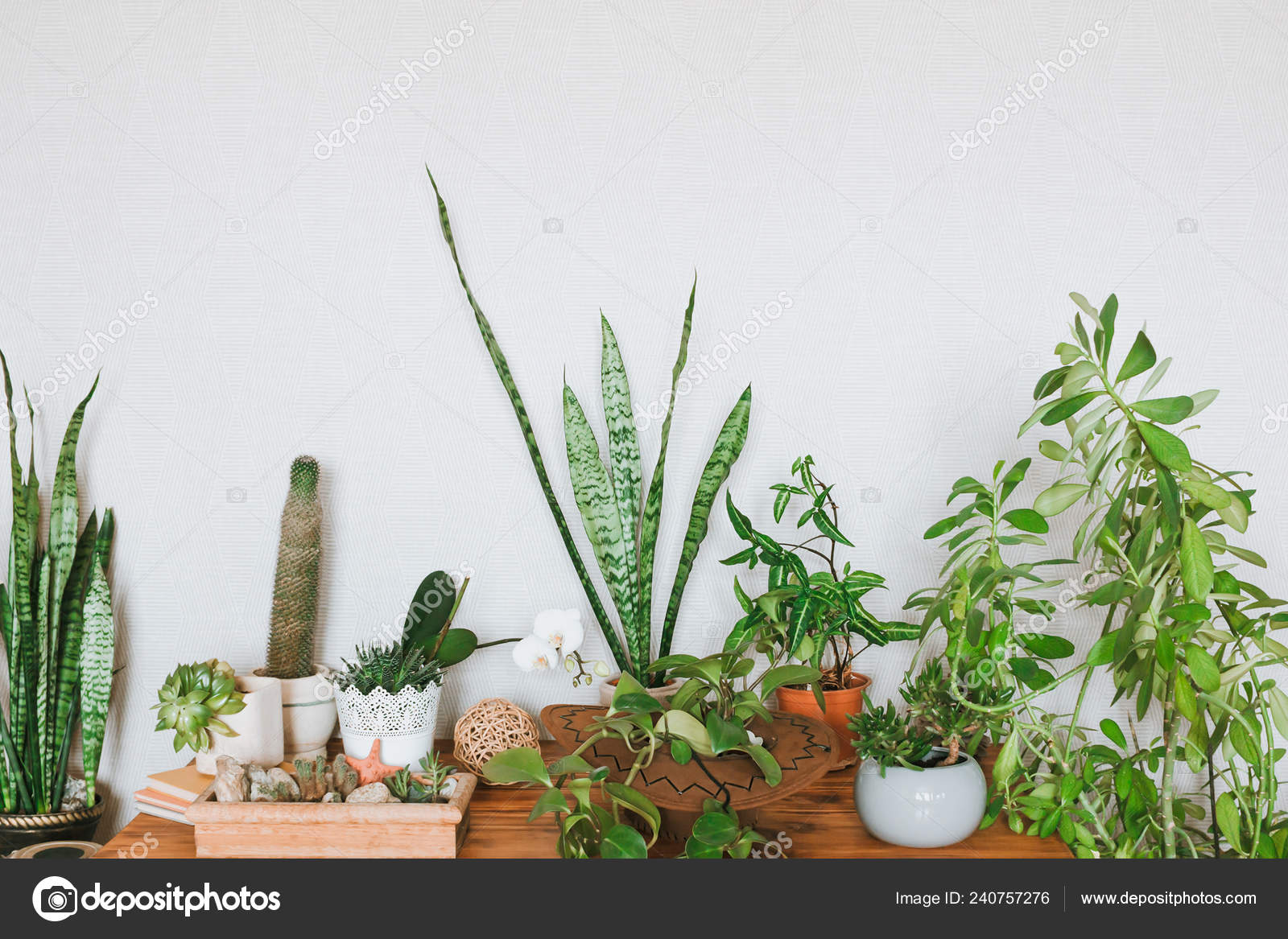 Indoor Plants Decor Idea Houseplants Modern Interior Stock