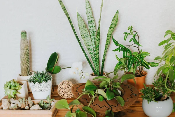 Houseplants decor idea. Indoor garden.