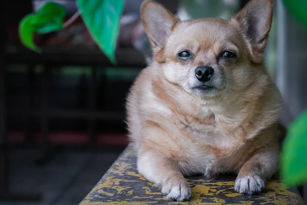 Fat short-haired chihuahua dog lying on bench outdoor.