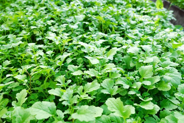Growing mustard plants. Green leaves background. Cultivation of mustard plants.
