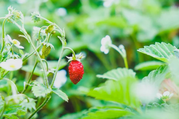 Red wild strawberry. Organic strawberries in forest.