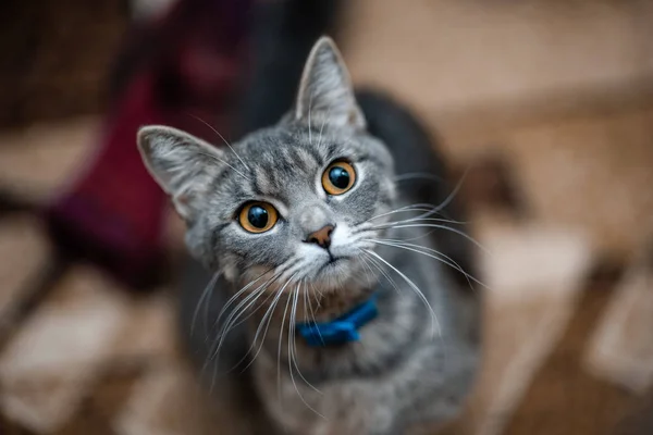 Wery baktılar kedi portre.