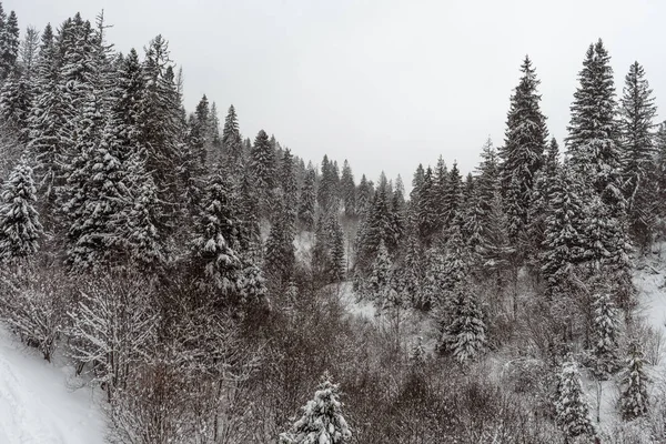 Dağ kış orman manzarası