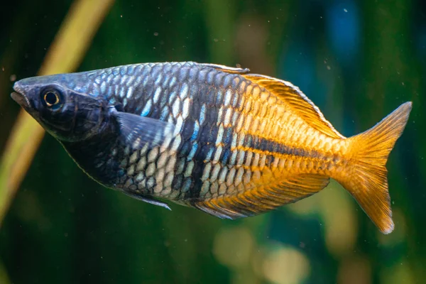 Melanotaenia Boesemani Peixe Aquário — Fotografia de Stock