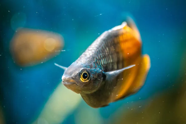 Melanotaenia boesemani akvaryum balık.