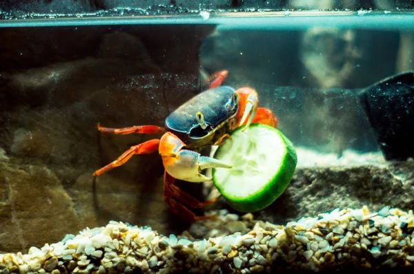 Rainbow crab eats the cucumber