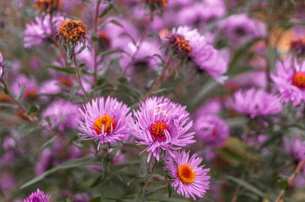 Makro çekim bush çiçek