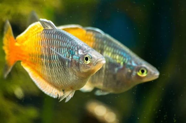 Melanotaenia boesemani akvaryum balık.