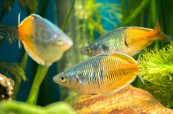 Melanotaenia Boesemani Peixe Aquário — Fotografia de Stock