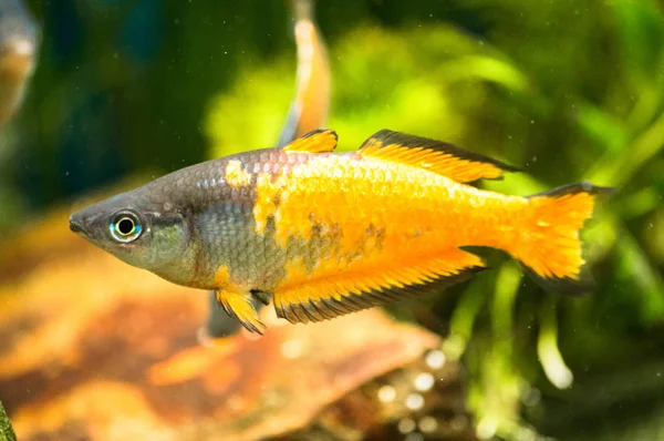 Melanotaenia parkinsoni akvaryum balık.