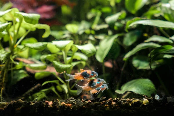 New Little Corydoras Friendship — Stock Photo, Image