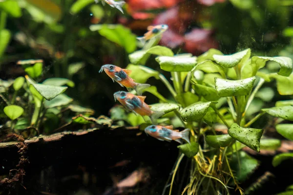 Minha Nova Pequena Amizade Corydoras — Fotografia de Stock