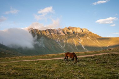 At gün batımında Guaduri Manzara Noktası yakınlarında otluyor..