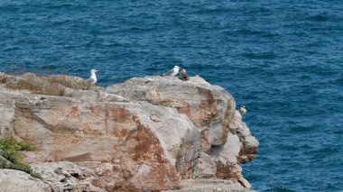 Mavi Deniz 'e bakan Kıyı Kayalıklarına tünemiş martılar