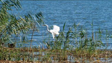 Sazlıklar arasında kanatlarını açan büyük bir balıkçıl doğal sulak alandaki sakin bir göl kıyısında.
