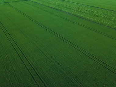 Yeşil pirinç alan manzara yeşil desen doğa arka plan ile hava dron görünümü.