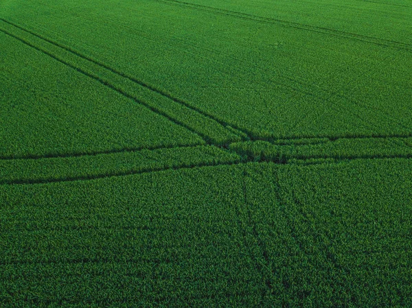 Veduta drone aerea di campo di riso verde con paesaggio verde modello natura sfondo . — Foto Stock