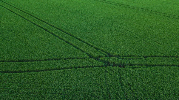 Vista aérea de drones del campo de arroz verde con paisaje verde patrón de fondo de la naturaleza. Horizontal . — Foto de Stock