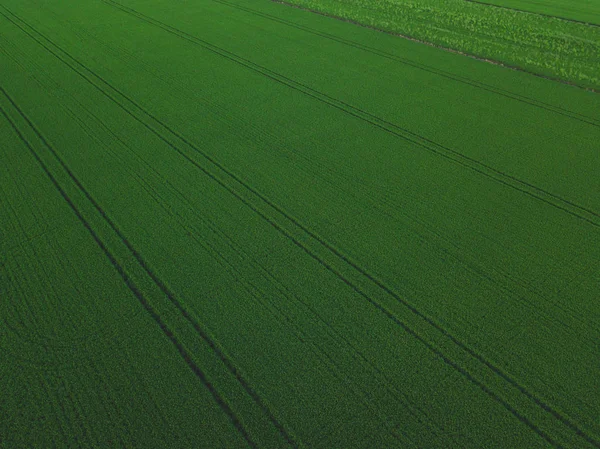 Luftdrohne Ansicht des grünen Reisfeldes mit Landschaft grün Muster Natur Hintergrund. — Stockfoto