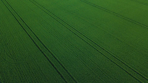 Veduta aerea drone di campo di riso verde con paesaggio verde modello natura sfondo. Orizzonte . — Foto Stock