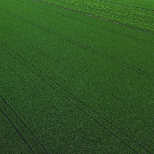 Vista aérea de drones del campo de arroz verde con paisaje verde patrón de fondo de la naturaleza. Cuadrado . — Foto de Stock