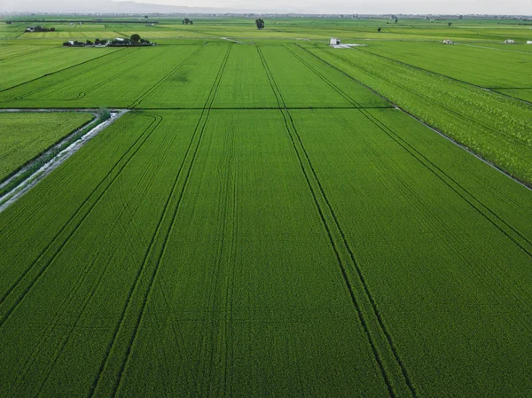 Vista aérea de drones del campo de arroz verde con paisaje verde patrón naturaleza fondo . — Foto de Stock