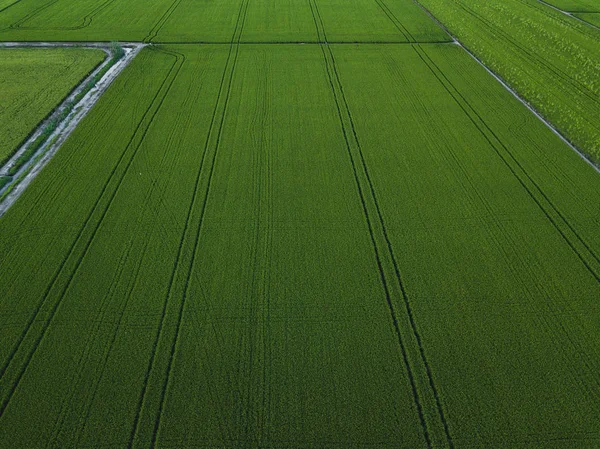 Veduta drone aerea di campo di riso verde con paesaggio verde modello natura sfondo . — Foto Stock
