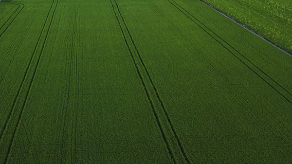 Veduta aerea drone di campo di riso verde con paesaggio verde modello natura sfondo. Orizzonte . — Foto Stock