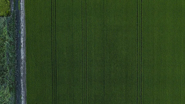 Vista aérea del dron del campo verde del país con líneas de fila, vista superior . — Foto de Stock
