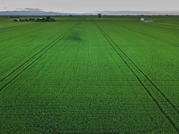 Aerial drone view of green country field with row lines, top view. — Stock Photo, Image