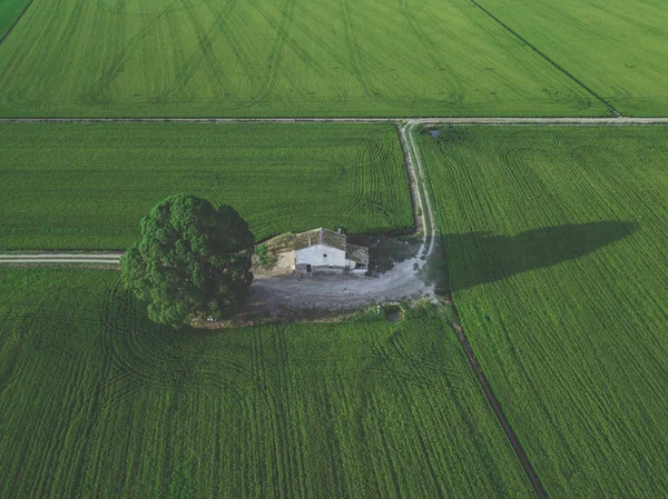 Légi drone nézet zöld country house mező a sorok, felülnézet. — Stock Fotó
