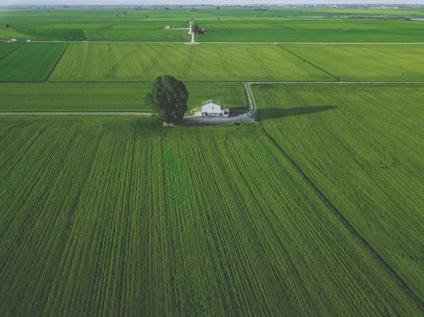 Vista aérea del dron del campo verde de la casa de campo con líneas de fila, vista superior . — Foto de Stock